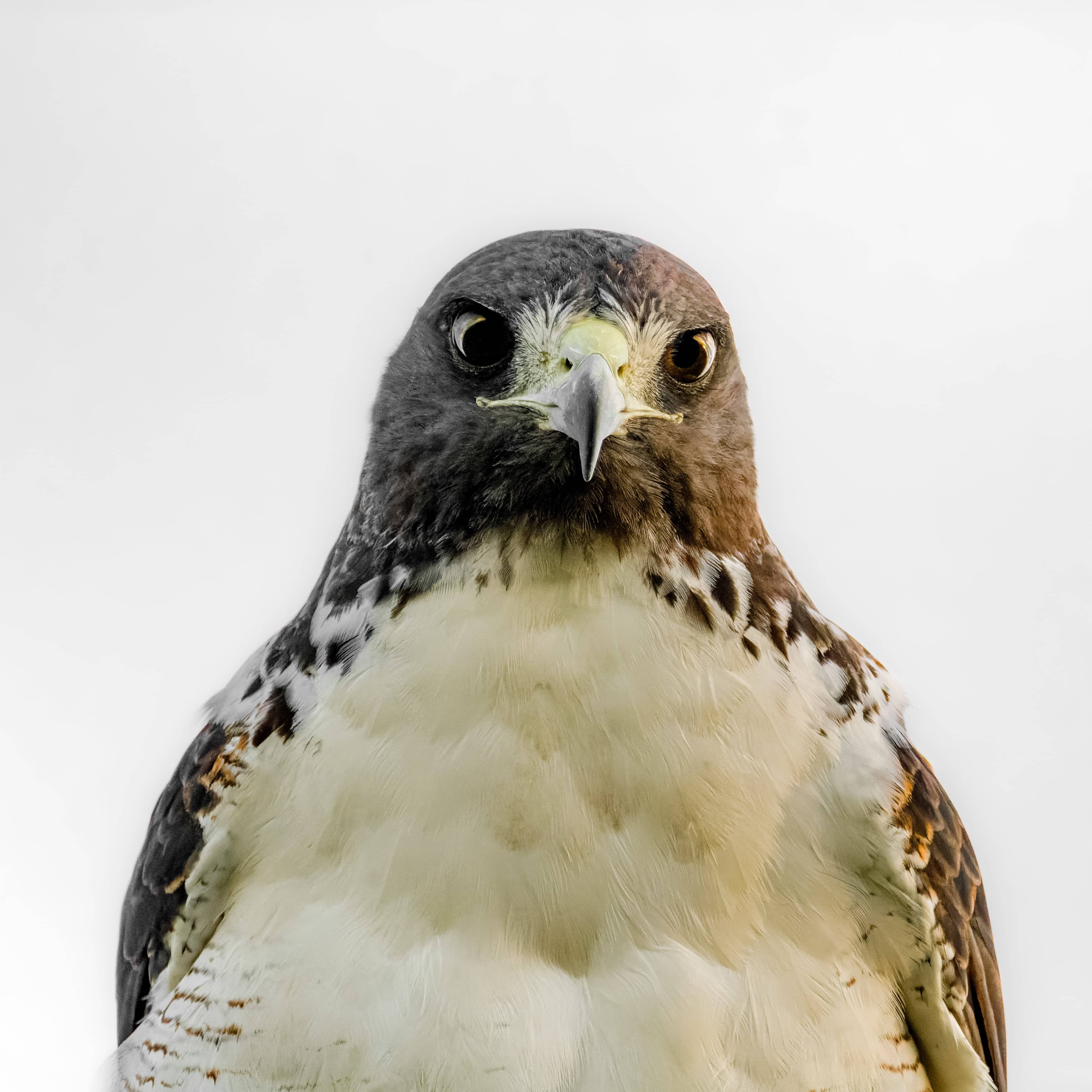 White-tailed Kite
